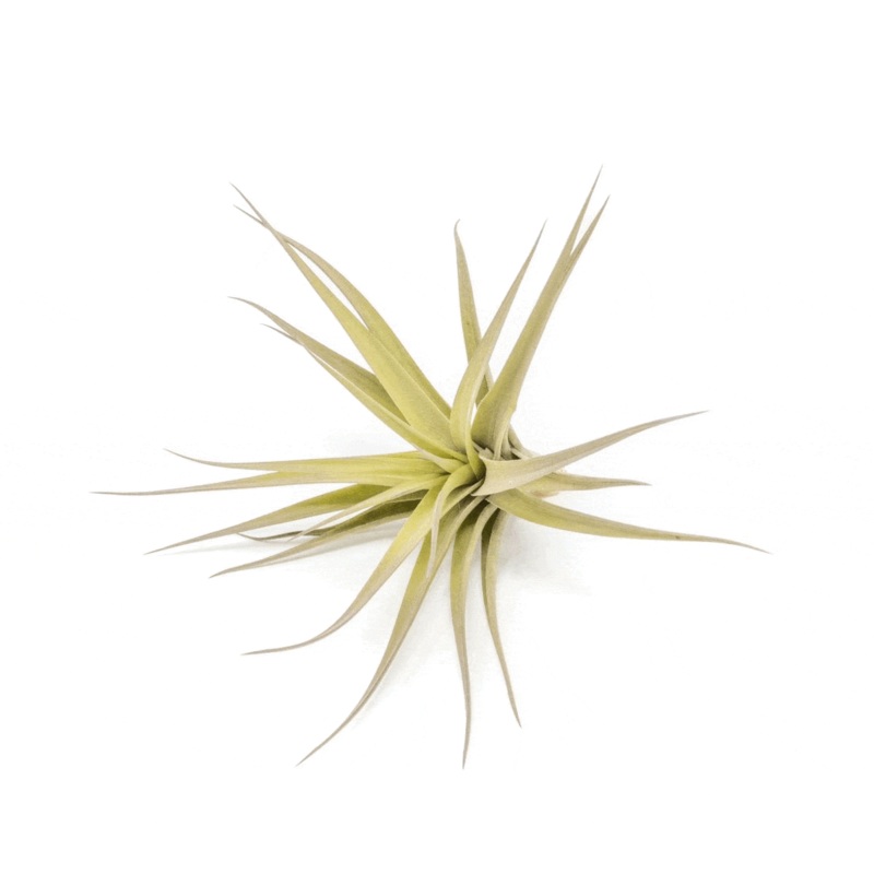 SALE – Tillandsia Aeranthos – Clavel del Aire – Carnation of the Air Air Plants