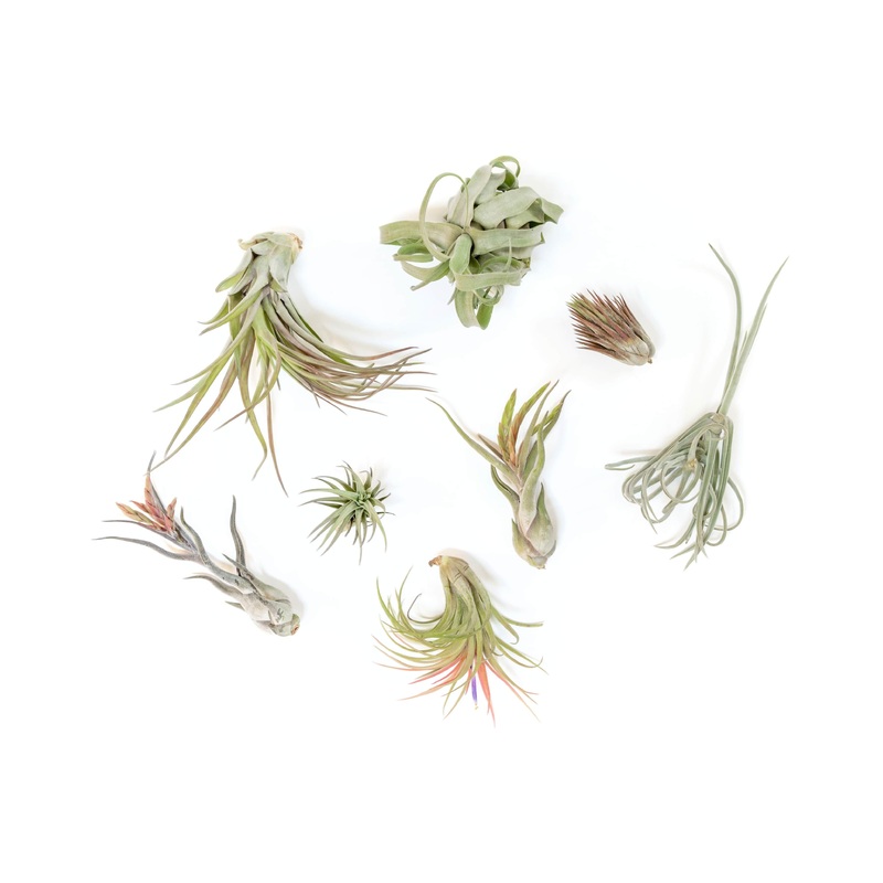 SALE – Tillandsia Air Plant Grab Bag of Premium Medium & Large Plants – Set of 10 – 50% Off