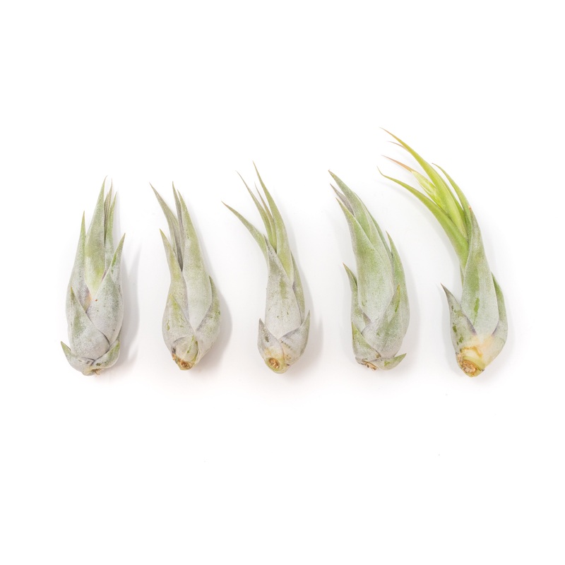 SALE – Tillandsia Circinata ‘Paucifolia’ Air Plants – Set of 10 or  20 – 60% Off