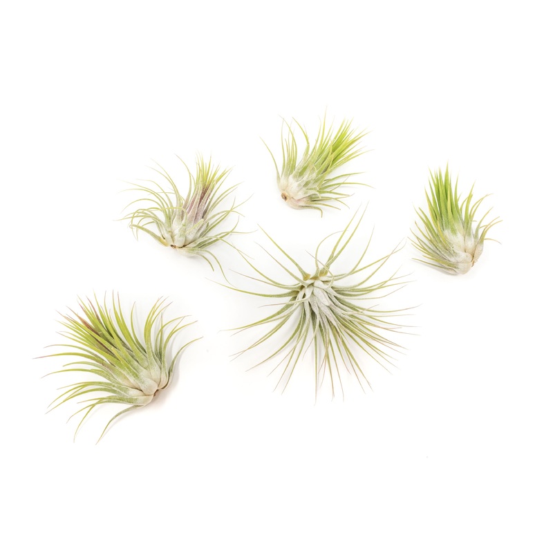 SALE – Tillandsia Ionantha Guatemala Air Plants – Set of 10, 20 or 50 Air Plants – 70% Off