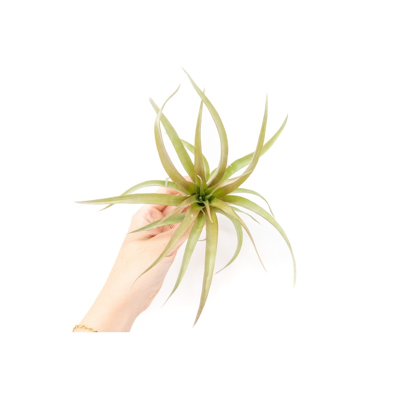 [IN BLUSH NOW!] Tillandsia ‘Capitata Red’ Air Plants