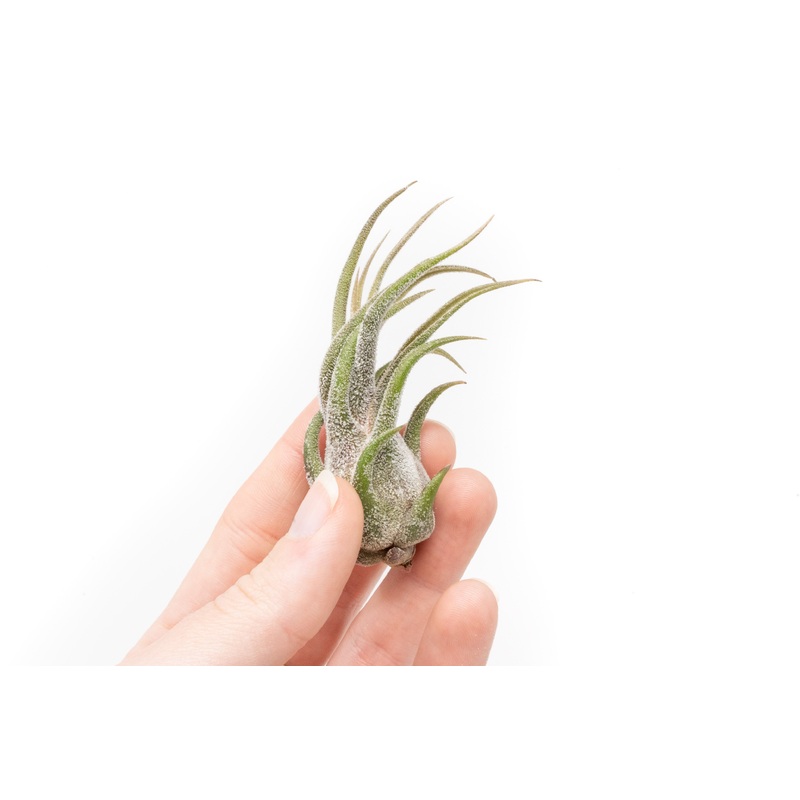 [IN BLUSH NOW!] Tillandsia Pruinosa Air Plants