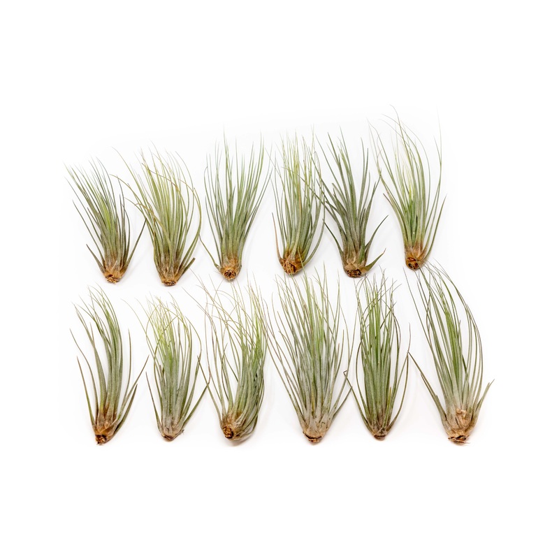 Large Tillandsia Juncea – Set of 10, 15 or 20 Air Plants – 50% Off