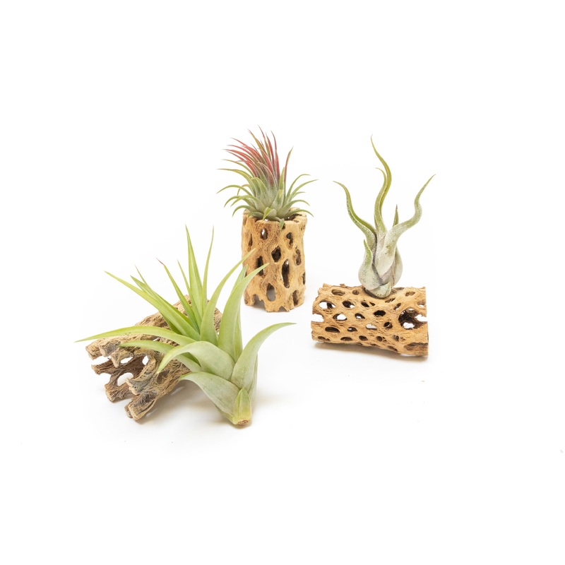 SALE – Natural Cholla Wood Containers with Assorted Tillandsia Air Plants – Set of 3 – 20% Off