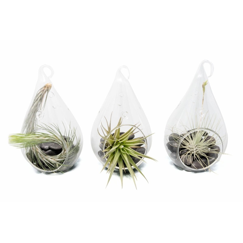 SALE – Set of 3 Funky Teardrop Terrariums with Flat Bottoms