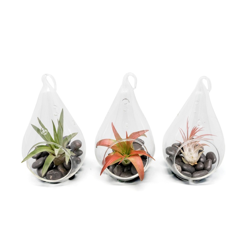 SALE – Set of 3 Red Hots Complete Teardrop Terrariums