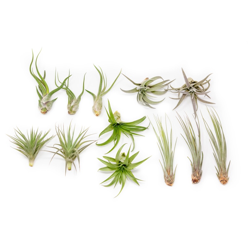 SALE – The Elegant Collection of Tillandsia Air Plants – Set of 10, 20, or 30 – 60% Off