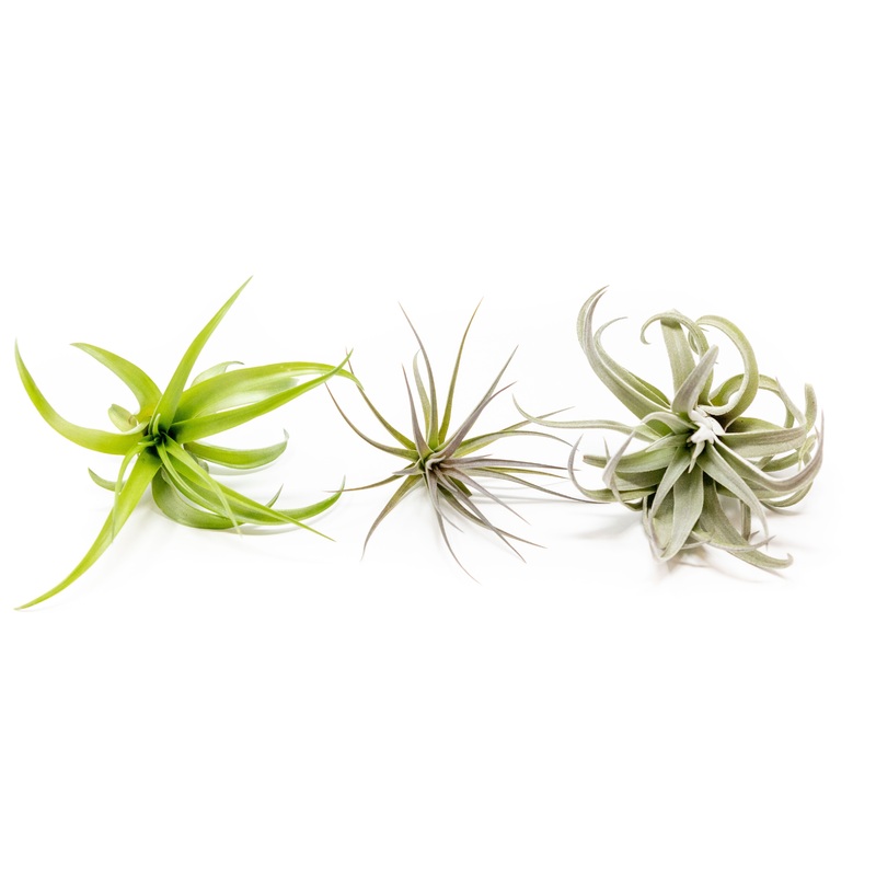 SALE – The Inca Collection of Tillandsia Air Plants – Sets of 9 or 18 – 30% Off