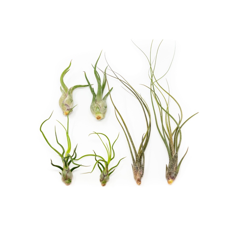 SALE – The Wild Things Collection of Tillandsia Air Plants – Set of 9 or 18 Air – 70% Off