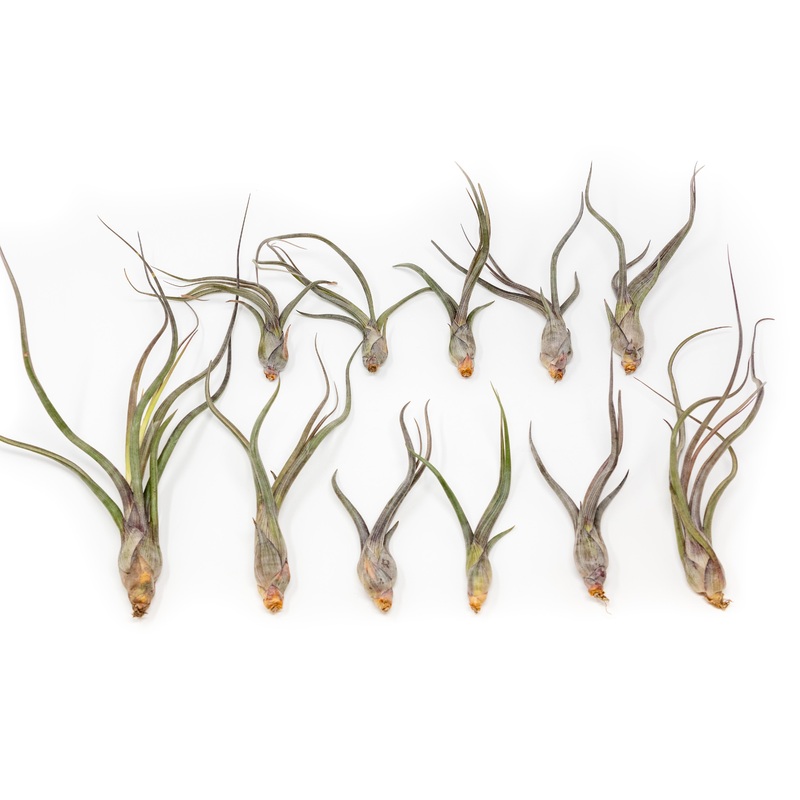 SALE – Tillandsia Baileyi Air Plants – Set of 5 or 10 – 50% Off