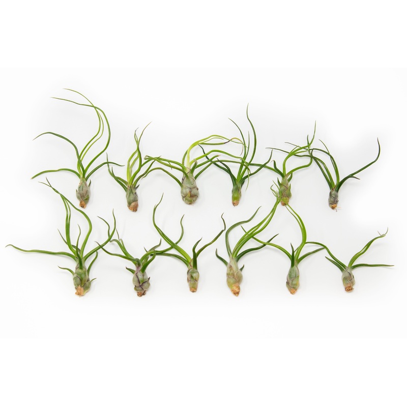 SALE – Tillandsia Bulbosa Guatemala Air Plants – Set of 10, 20, or 30 – 40% Off
