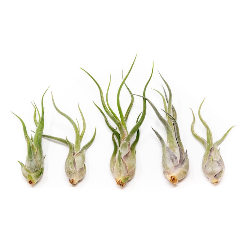 SALE – Tillandsia Caput Medusae Air Plants – Set of 10 or 20 – 70% Off