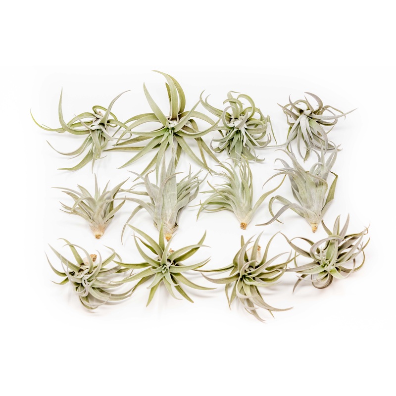 SALE – Tillandsia Harrisii Air Plants – Set of 10, 15, or 20 – 60% Off