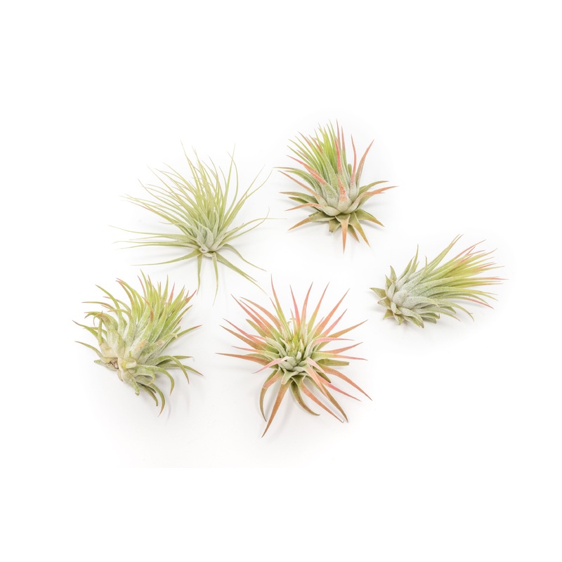 SALE – Tillandsia Ionantha Rubra Air Plants – Set of 10 or 20 – 40% Off