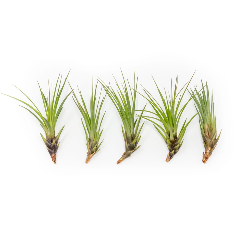 SALE – Tillandsia Melanocrater Tricolor Air Plants – Set of 10, 20 or 30 – 70% Off