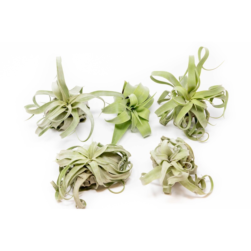 SALE – Tillandsia Streptophylla Air Plants – Set of 3 or 6 – 30% Off