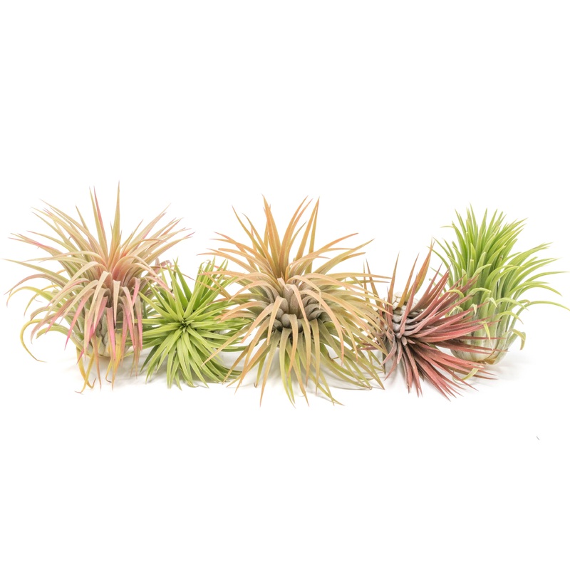 SALE – XL Tillandsia Ionantha Rubra Air Plants – Set of 10 or 20 – 40% Off