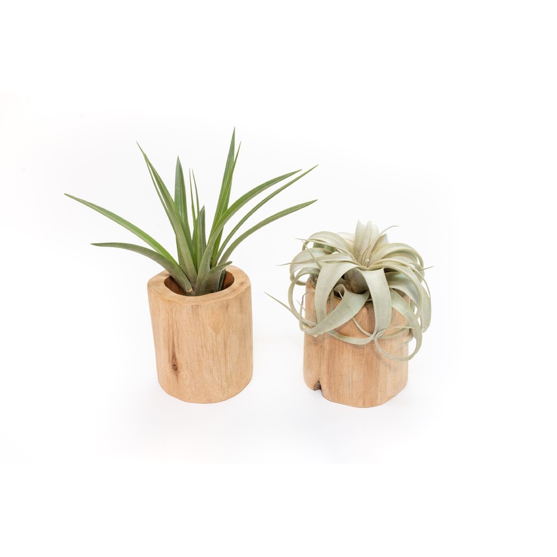 Set of 2 Large Driftwood Containers with Custom Tillandsia Air Plants