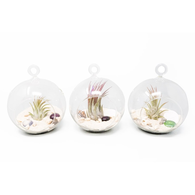 Set of 3 Beachy Globe Terrariums with White Sand