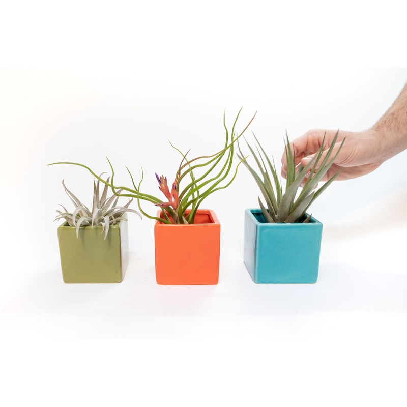 Set of 3 Ceramic Cube Containers with Custom Tillandsia Air Plants / Avocado Green + Sky Blue + Naranja Orange