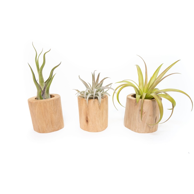 Set of 3 Large Driftwood Containers with Custom Tillandsia Air Plants