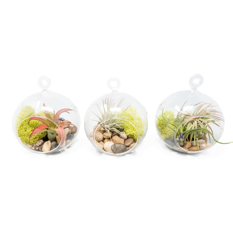 Set of 3 Stunning Hanging Glass Terrariums with Flat Bottoms