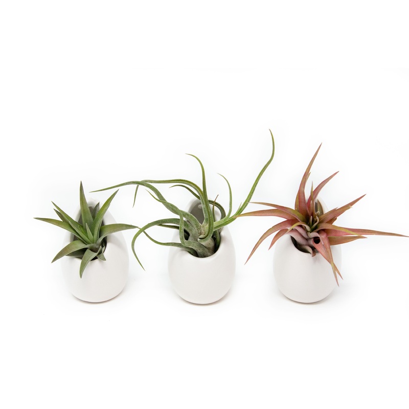 Sets of 3 or 6 Small Ivory Ceramic Vases with Tillandsia Red Abdita, Velutina and Caput Medusae Air Plants
