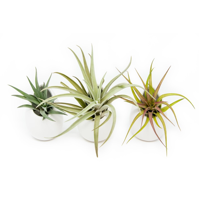Sets of 3 or 6 Small Ivory Ceramic Vases with Tillandsia Velutina, Harrisii & Abdita Air Plants