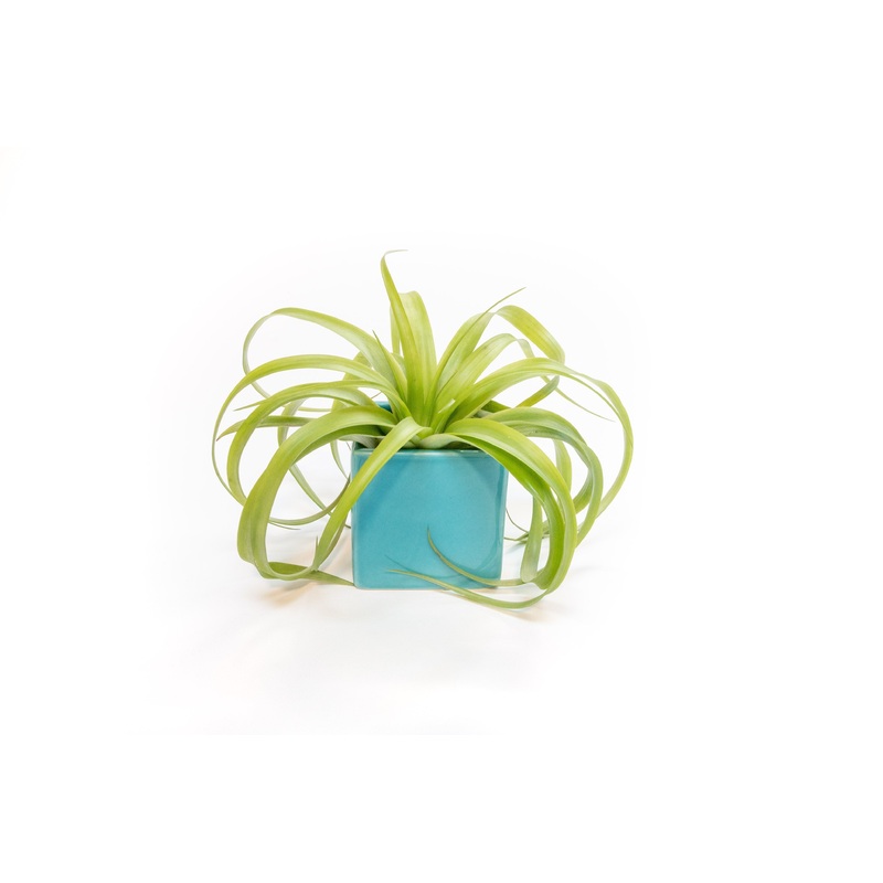 Sky Blue Ceramic Cube Container with Assorted Large Tillandsia Air Plant