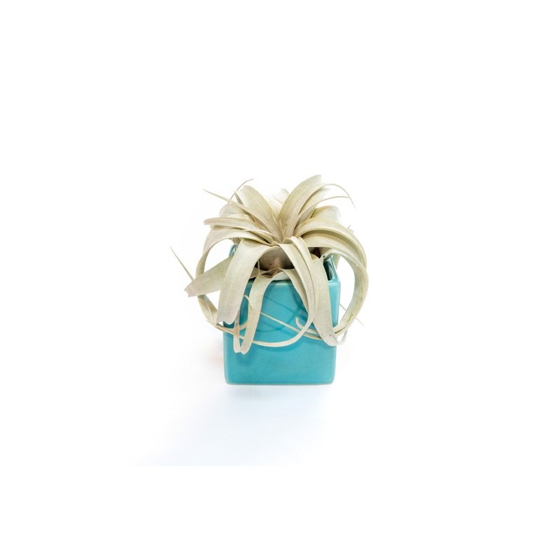 Sky Blue Ceramic Cube Container with Custom Tillandsia Air Plant