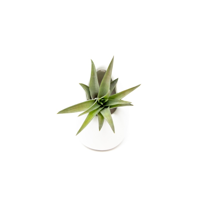 Small Ivory Ceramic Container – Choose Your Custom Tillandsia Air Plant