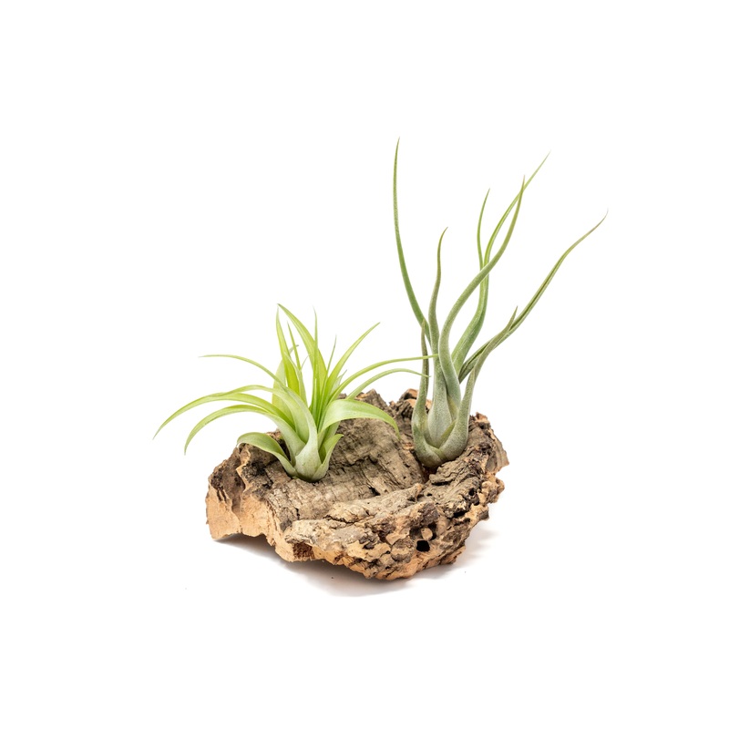 Small Tabletop Cork Bark Display with 2 Tillandsia Air Plants