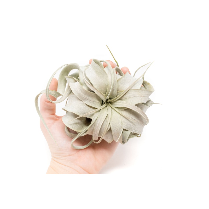 Small Tillandsia Xerographica / 4 -5 Inches Wide