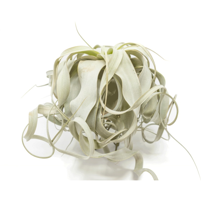 Special Curly Tillandsia Xerographica – Limited Quantities / 6-8 Inches Wide