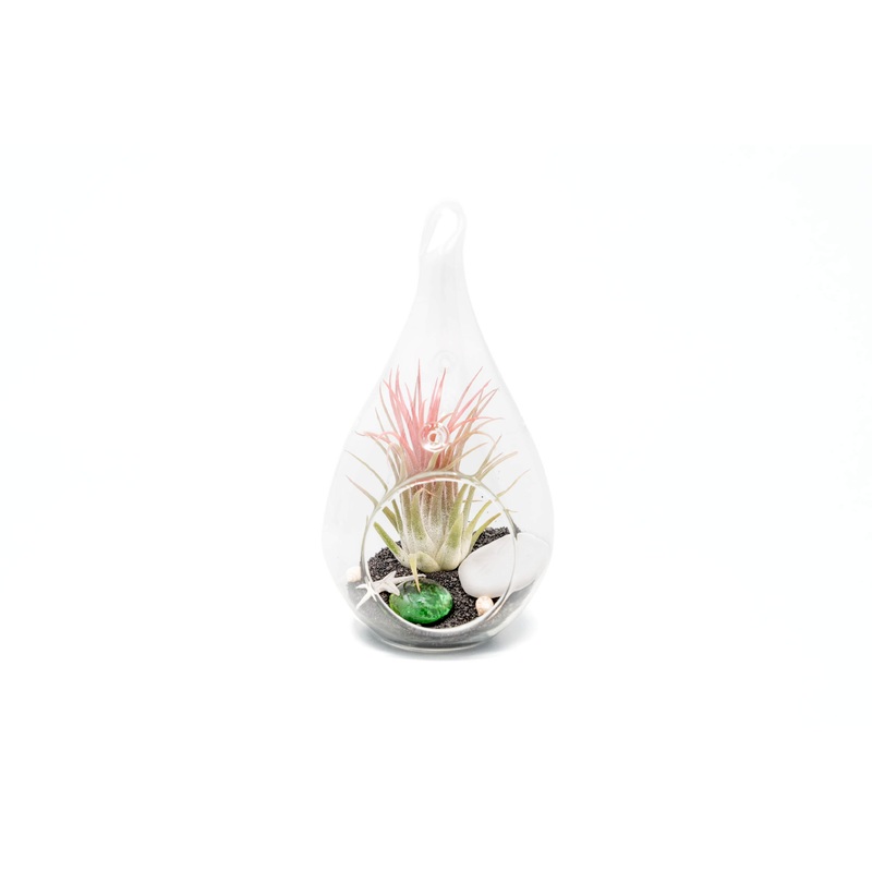 Teardrop Beach Terrariums with Black Sand