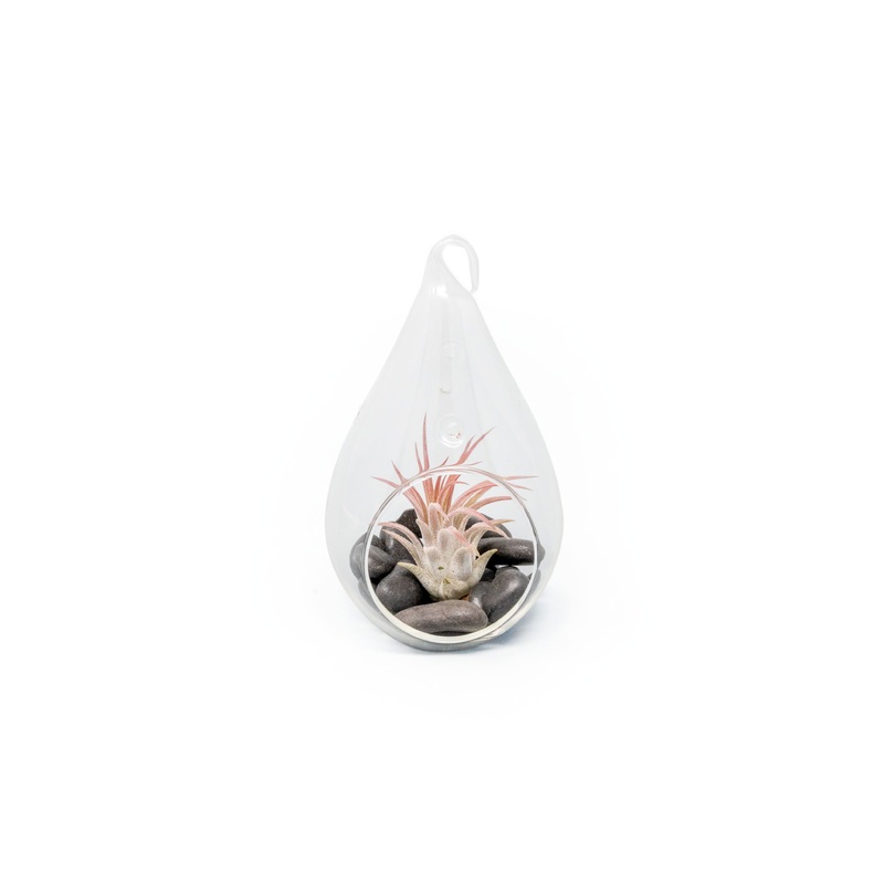 Teardrop Terrarium with Tillandsia Ionantha Fuego & Black Stones
