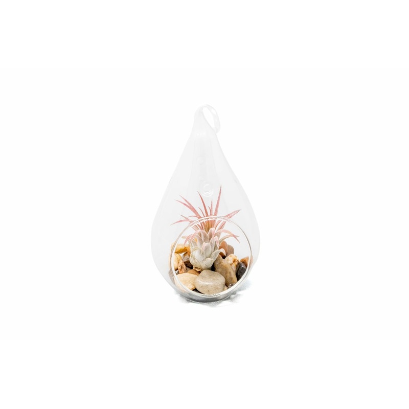 Teardrop Terrarium with Tillandsia Ionantha Guatemala & Riverstones