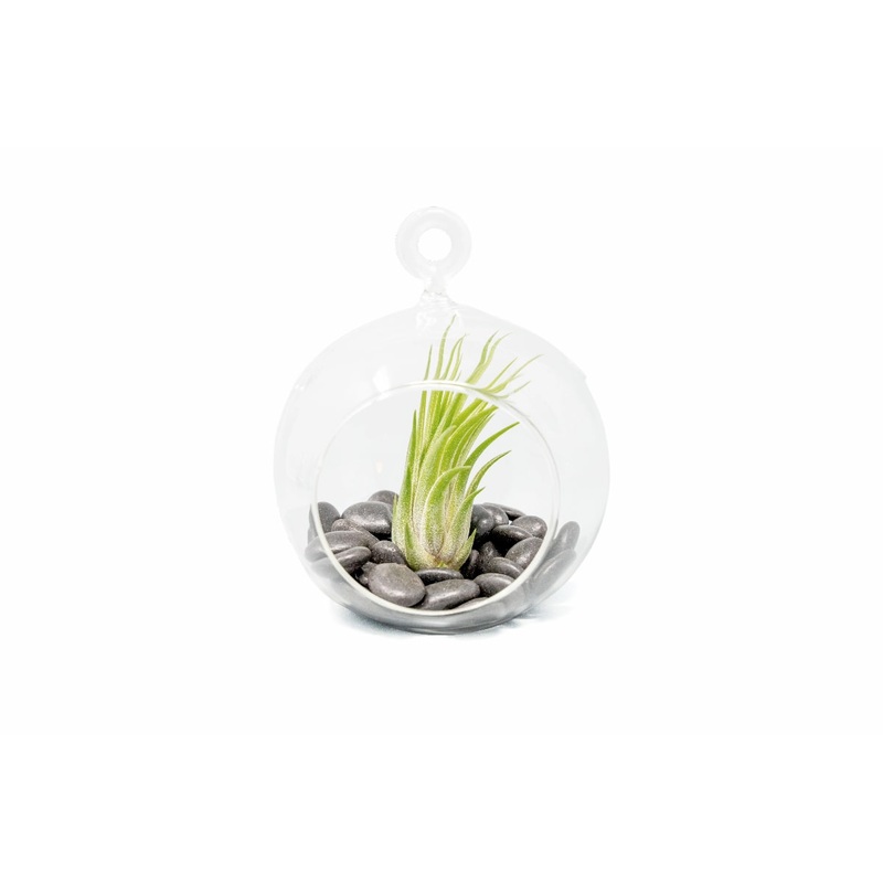 Terrarium Globe with Flat Bottom, Air Plant & Black Stones