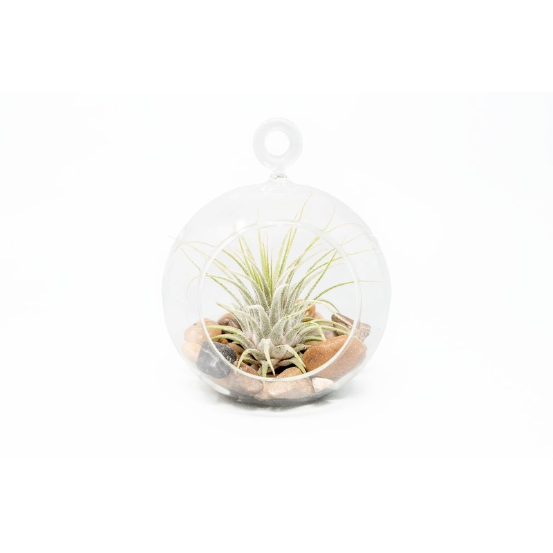 Terrarium Globe with Flat Bottom, Air Plant & River Stones