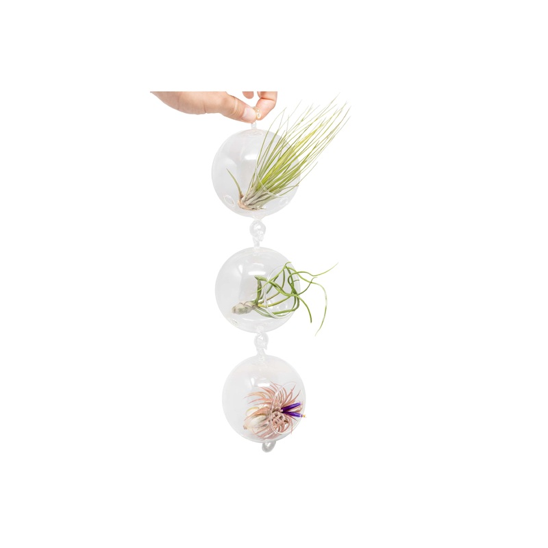 Terrarium Trio with Double Hooks and Tillandsia Juncea, Bulbosa, & Ionantha Air Plants