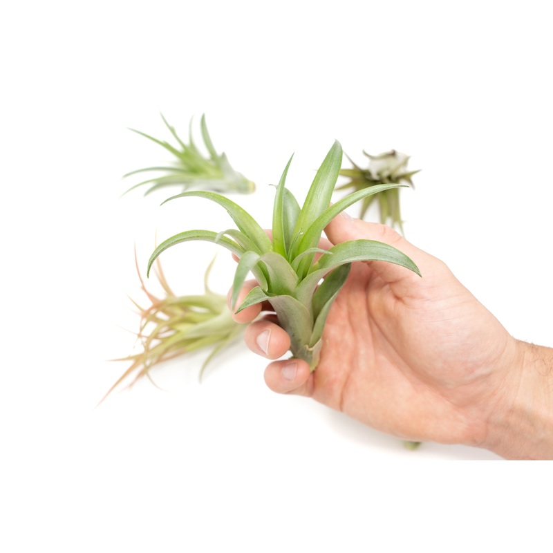 Tillandsia Abdita Brachycaulos Air Plants