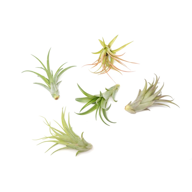 Tillandsia Abdita Brachycaulos Air Plants –  Set of 10, 20 or 30 – 60% Off