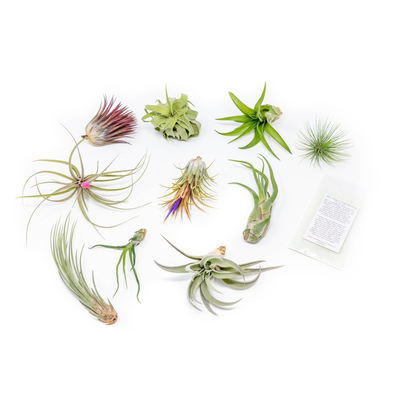 Tillandsia Air Plant Grab Bag of 10 Plants + 1 Year Air Plant Fertilizer Pack