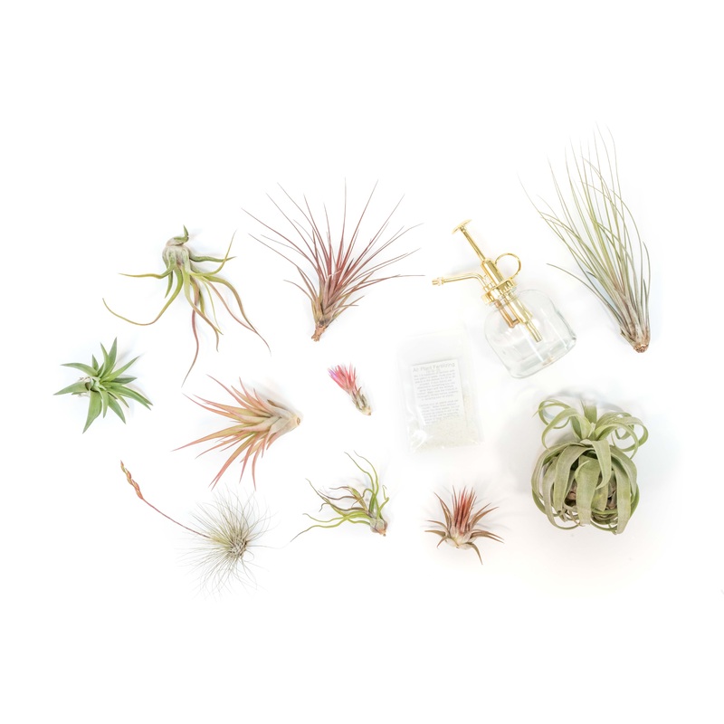Tillandsia Air Plant Grab Bag of 10 Small & Medium Plants, Fertilizer & Air Plant Mister