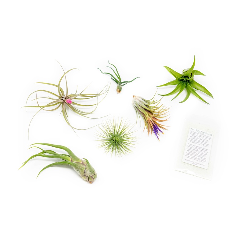 Tillandsia Air Plant Grab Bag of 6 Plants + 1 Year Air Plant Fertilizer Pack