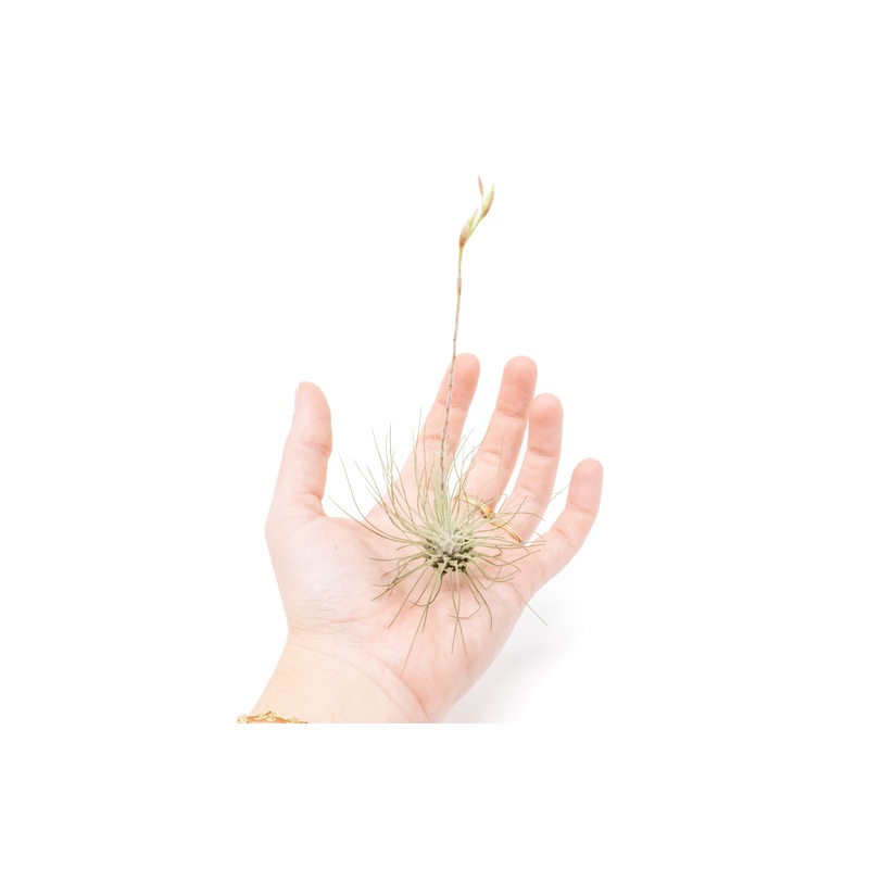 Tillandsia Argentea Thin Air Plants