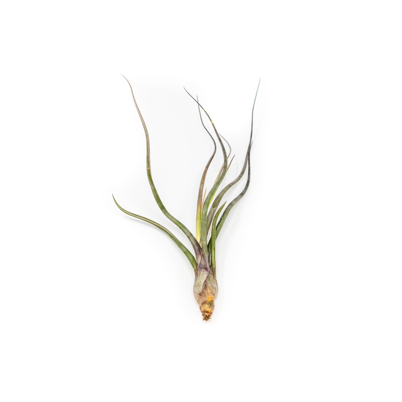 Tillandsia Baileyi Air Plants|Single Plant|Set of 3 – 20% Off|Set of 5 – 30% Off