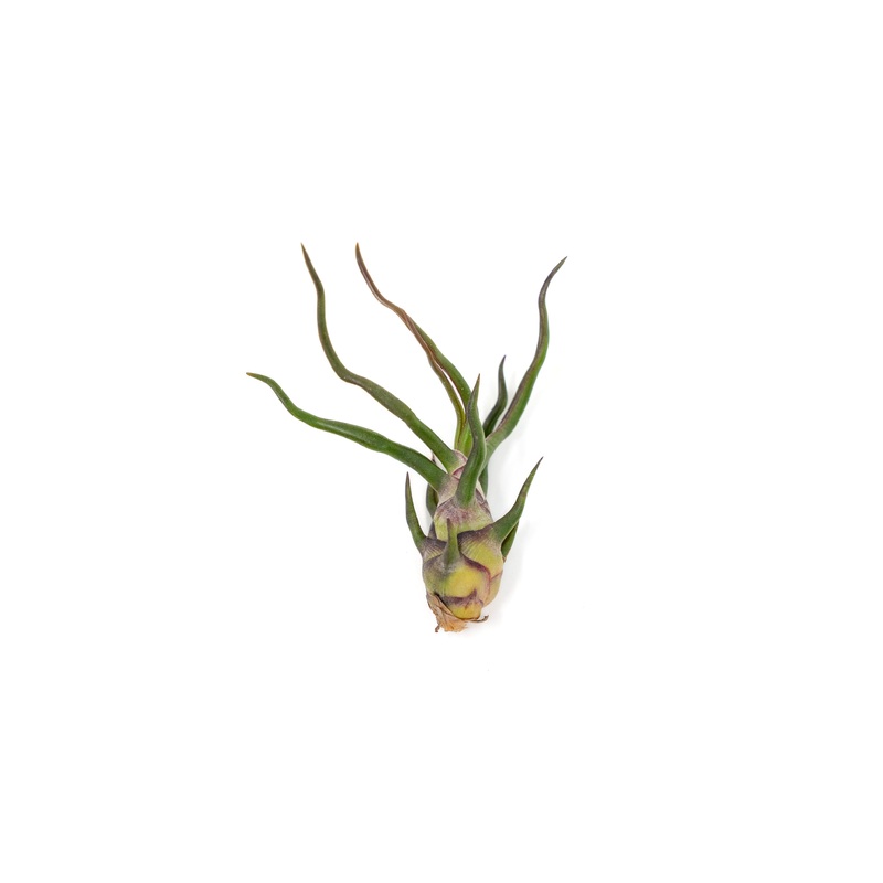 Tillandsia Bulbosa Guatemala Air Plants