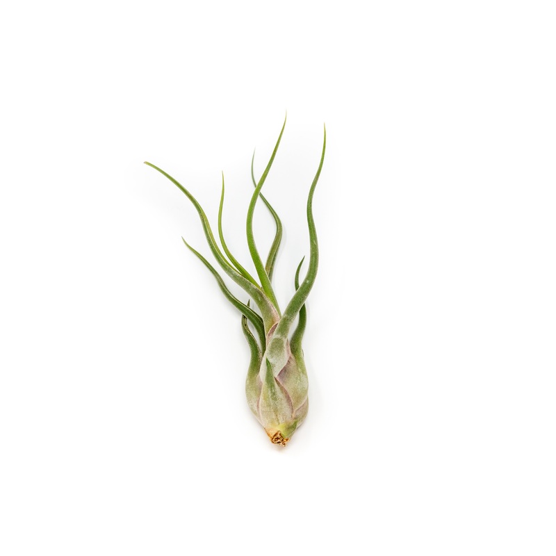 Tillandsia Caput Medusae Air Plants