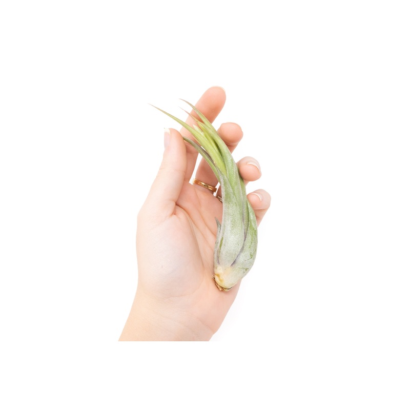 Tillandsia Circinata ‘Paucifolia’ Air Plants